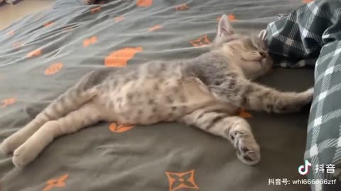 Sleepy kitten