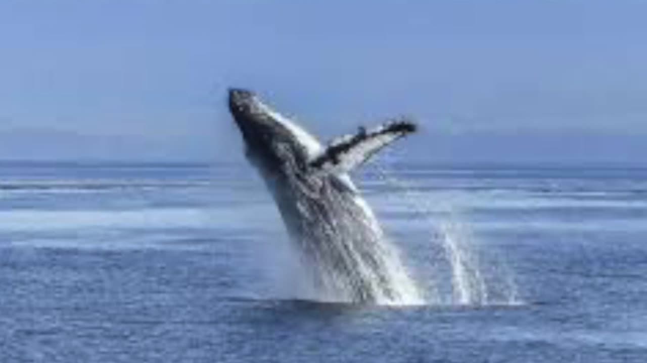 WHALE WATCHING - Shelton Bradshaw live from Balboa Pier