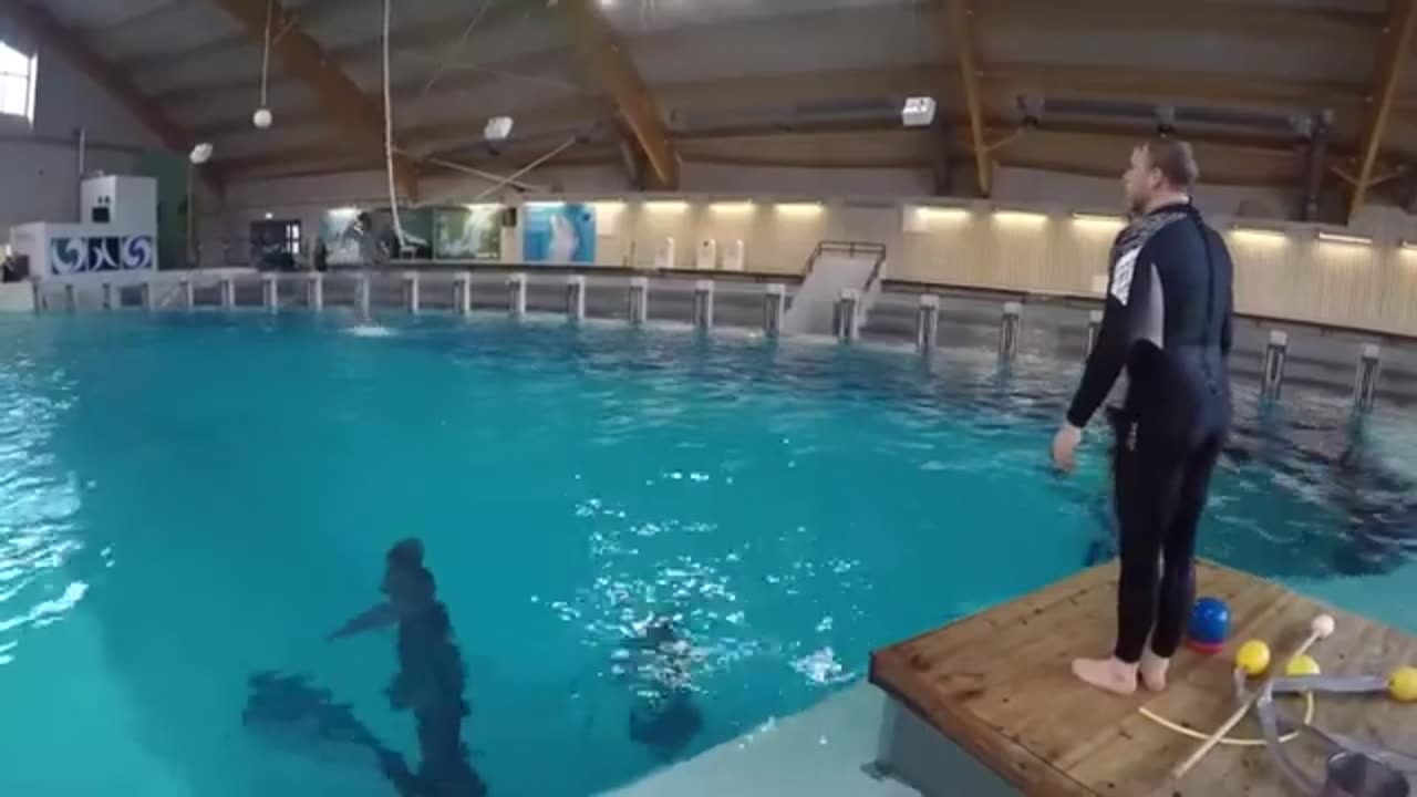 Dolphin training