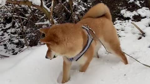 你见过这么萌的柴犬吗？