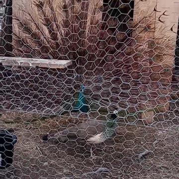 Flock it Farm: Peacock showing off