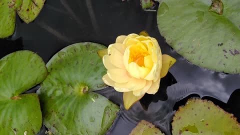 Water Lily