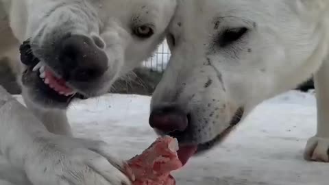 Kangal Shepherd Dogs