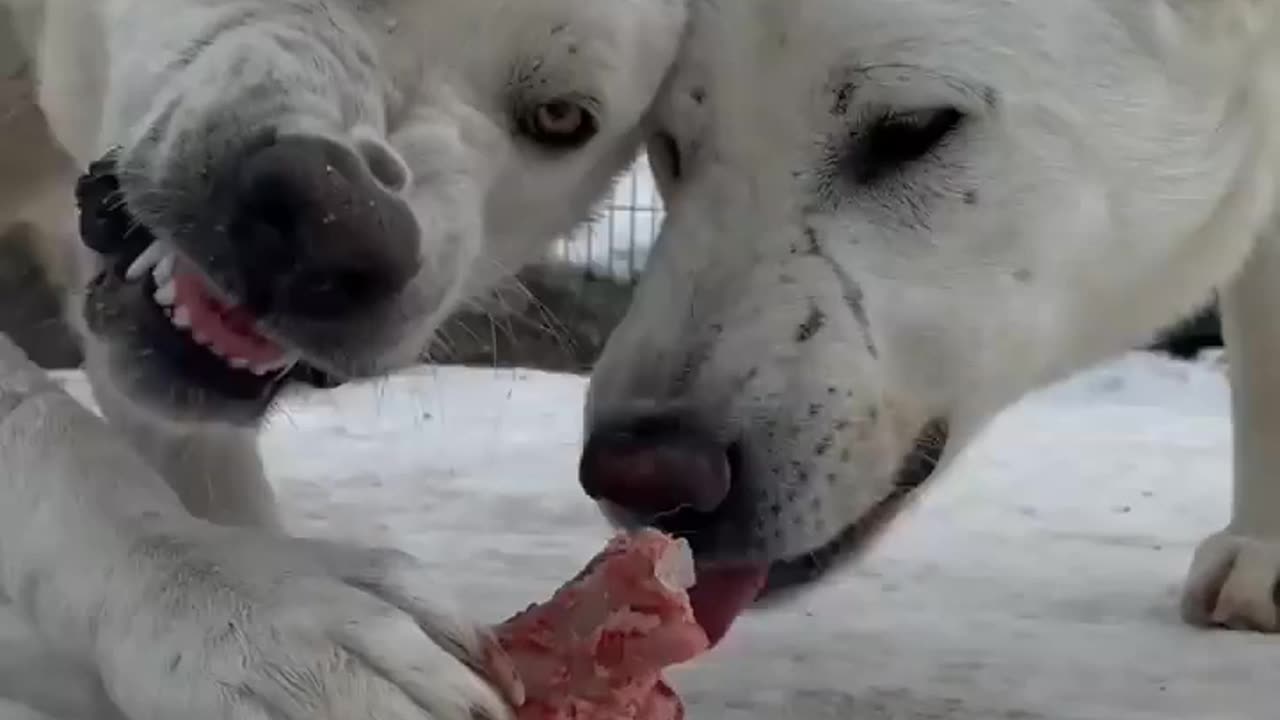 Kangal Shepherd Dogs