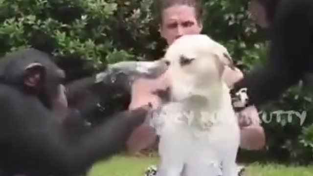 monkey taking bath a dog😳😘❤️#dog #animals #pet #shorts #dogfight #dognut cafe