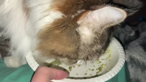 Missie licking pesto sauce