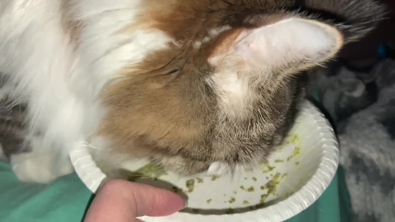 Missie licking pesto sauce