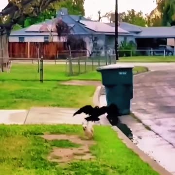 animals funny videos