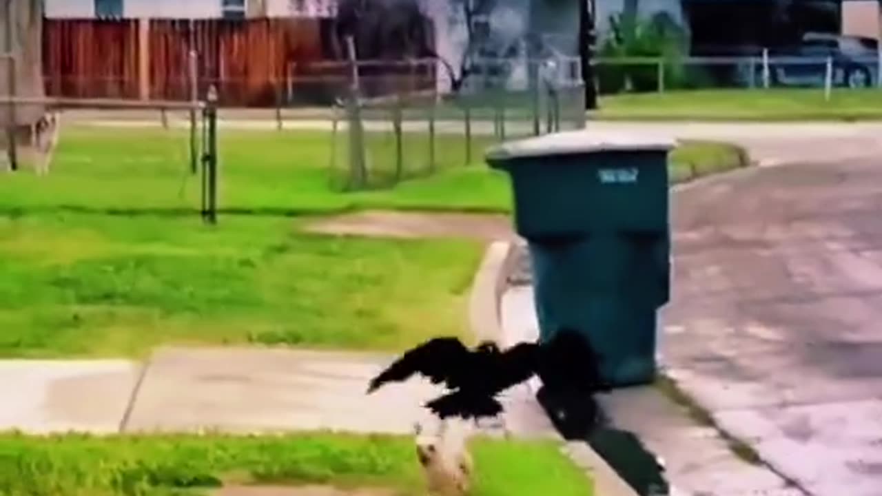 animals funny videos