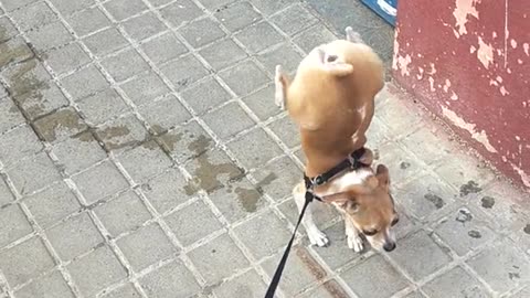 Dawg doing the waterfall trick