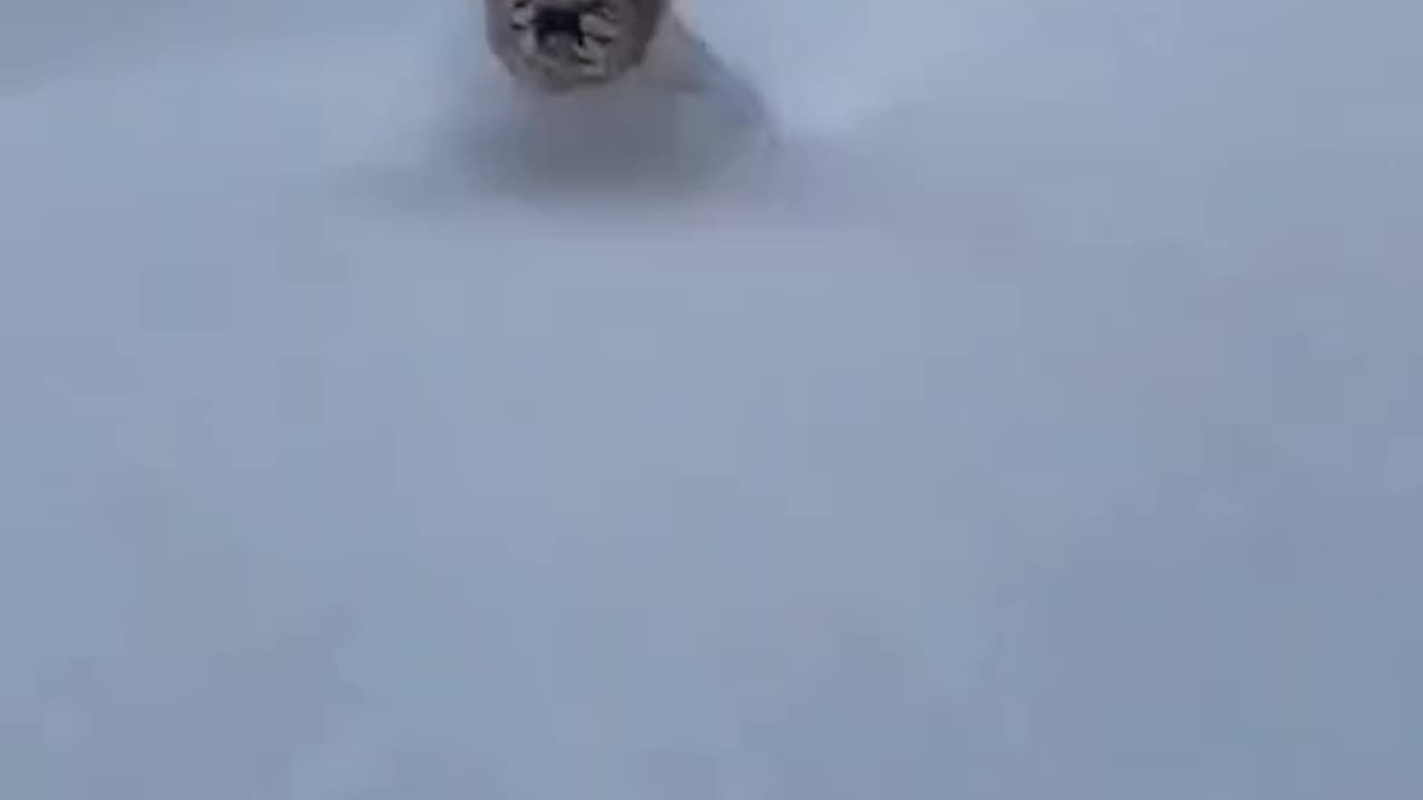 Dog having fun taking a dip in the snow #shorts #viral #shortsvideo #video