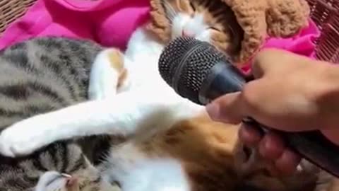 New Funny Animals 😂 Funniest Cats and Dogs Videos 😺🐶