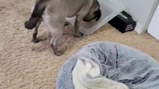 Cute dog enjoyed her food!