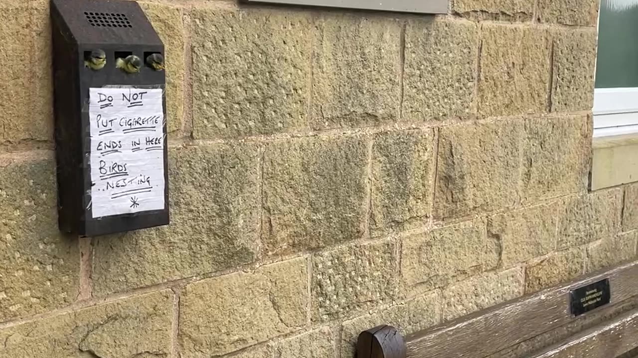 Baby Birds Nest In Cigarette Receptacle