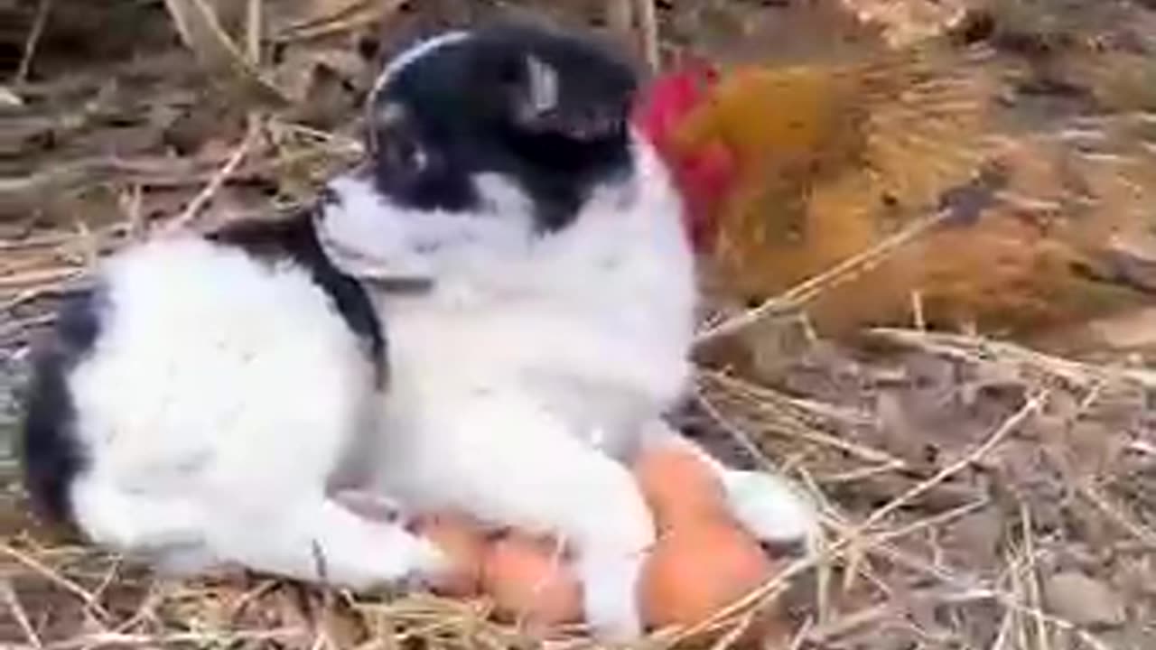 Viral shorts video 😍🤩😂🐕🐕 Amazing love between dog and chicken 🐔.