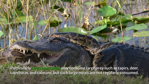 FUN FACT ABOUT GREEN ANACONDA 🙀🙀🙀