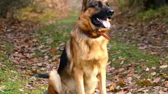 sttimeGermanShepherdpuppycometomyhomegharwalokariactiondekholikeandsubscribe