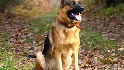 sttimeGermanShepherdpuppycometomyhomegharwalokariactiondekholikeandsubscribe