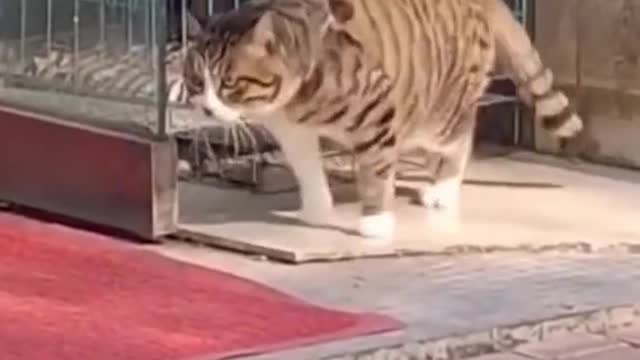 Baby Cats - Cute and Funny Cat Videos Compilation/