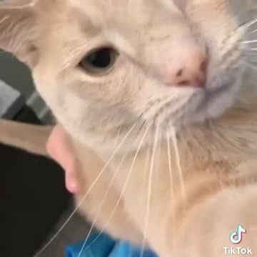 I think the cat might be broken... 🥰😍~double tap ❤️❤️
