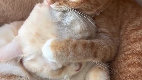 Funny Cute Cats