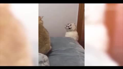 Collection of cute pets 6