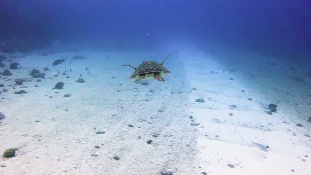 Tortoise Enjoying A Swim