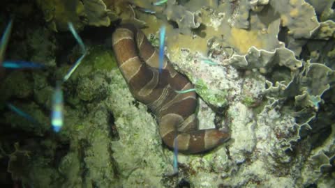 Broadbanded moray