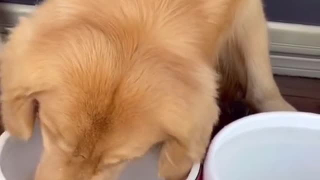 The dog is changing water for his goldfish. #dog #funny