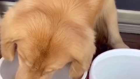 The dog is changing water for his goldfish. #dog #funny