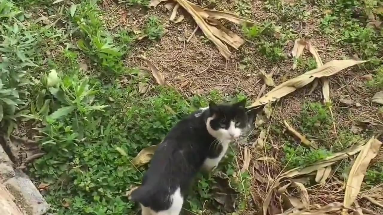 Fanny cat