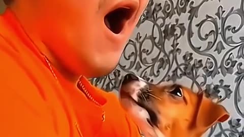 Funny Dog