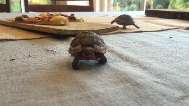 Baby Tortoise takes a liking to the camera