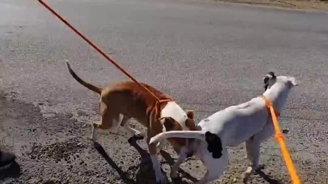 #58 female black and white Jan2020 #6 male red pit mix Feb2022