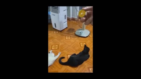 Dog and cat funny videos.