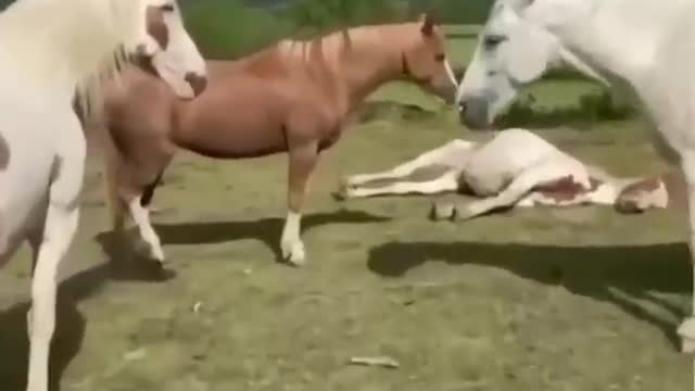 What are the ponies doing?