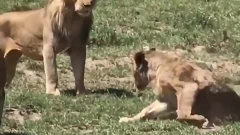 Friercest Battle Of Lioness #shorts #wildlifeanimal