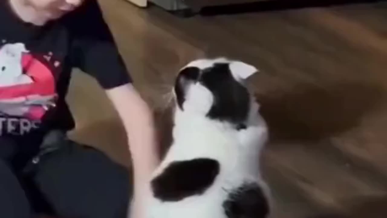 Baby vs cat