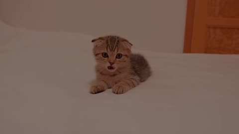 Cute kitten meows loudly and searches around the room - 2024