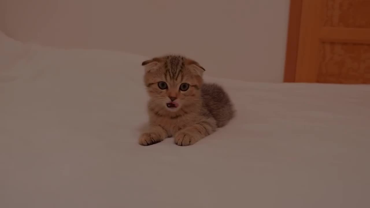 Cute kitten meows loudly and searches around the room - 2024