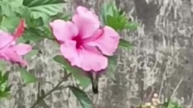 Hummingbird