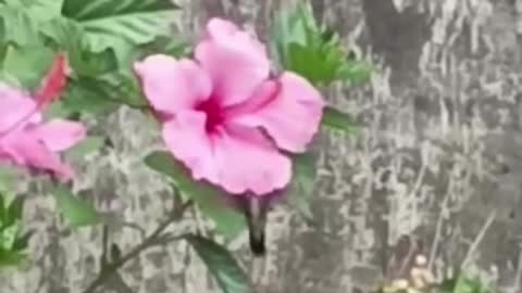 Hummingbird