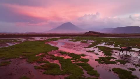 Animal Planet 4K - Scenic Wildlife Film With Inspiring Music