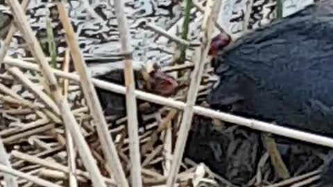 Nursing mother above the water.