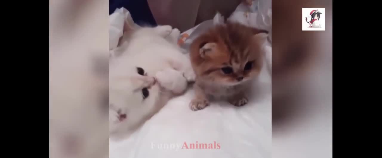 Cute Cats And Dogs That Will Make You Laugh 😂 - Funny Animal Compilation #1