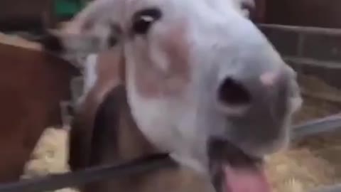 Funny Animal Videos