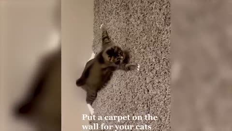 Funniest Animals Video - Best Cats😹 and Dogs🐶 Videos of 2023 ! (1)