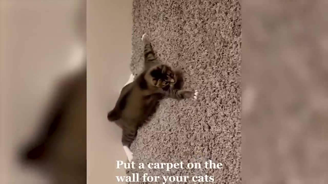 Funniest Animals Video - Best Cats😹 and Dogs🐶 Videos of 2023 ! (1)