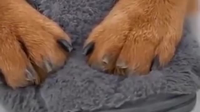 Funny dogs part 2