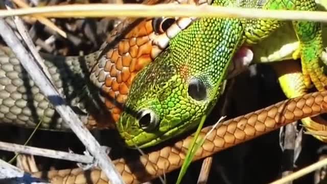 Snake eats gecko😱#wildanimals #snake #gecko #animals(2)